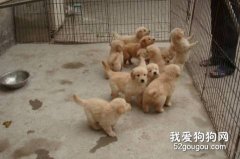 饲养金毛寻回幼犬注意事项