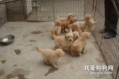 饲养金毛幼犬