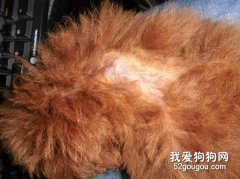 减少宠物掉毛的好方法