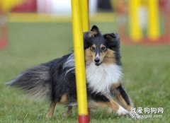 喂养喜乐蒂牧羊犬需要注意的地方