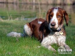 如何喂养英国史宾格犬