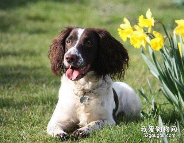 关于史宾格犬