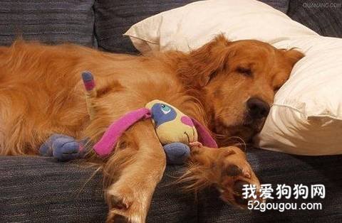 老年犬护理