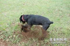 为什么狗狗喜欢挖洞？