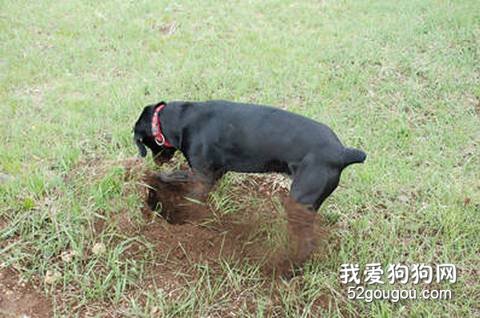 狗狗挖洞