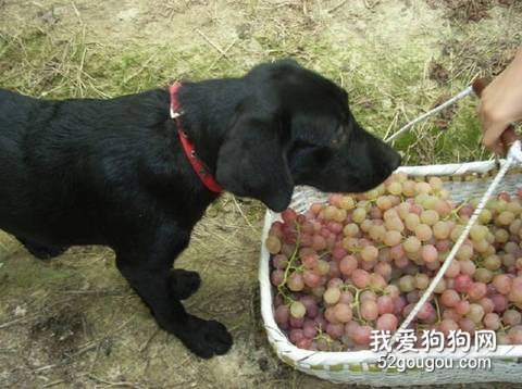 对狗狗有害的水果
