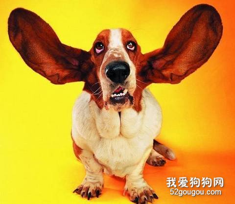 清理狗狗耳朵