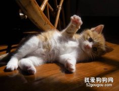 如何改掉猫咪的坏习惯？