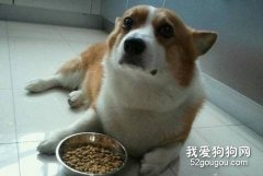 造成狗狗挑食的原因有哪些以及解决办法