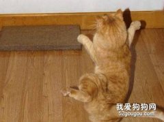 如何让猫咪使用猫抓板？