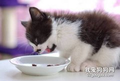 猫咪的饮食习惯受到嗅觉的影响
