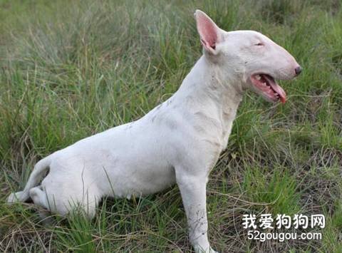 牛头梗樱桃眼