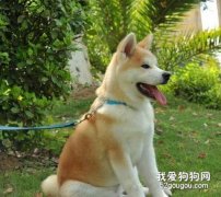 预防秋田犬身上长虱子