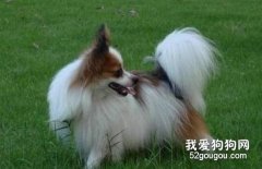 蝴蝶犬患上了螨虫该怎么办？