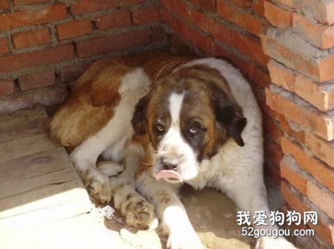 圣伯纳犬即将生病