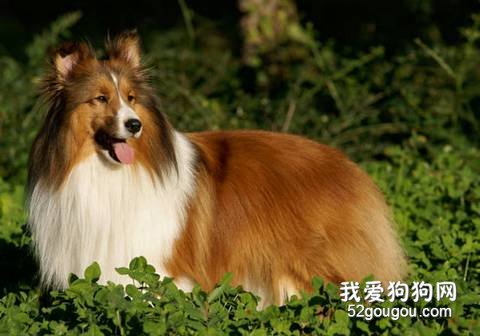 喜乐蒂寄生虫病