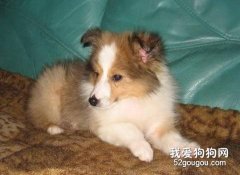 注意谨防喜乐蒂牧羊犬得了抑郁症