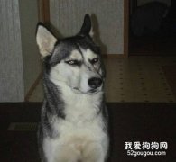 哈士奇能吃生肉吗？