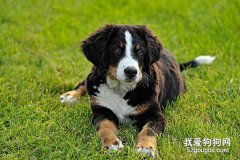养伯恩山犬的两个注意事项