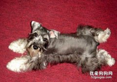 喂养迷你雪纳瑞的3个禁忌