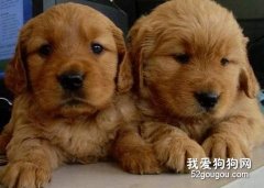 如何挑选金毛幼犬？