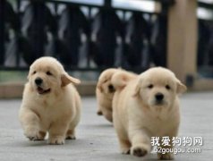 最正确的金毛犬饲养方法