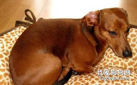 腊肠犬病后护理