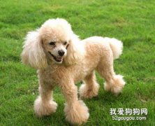 贵宾犬怎么养？