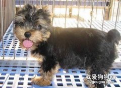 约克夏犬怎么养？