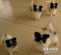 蝴蝶犬挑选谨记要点