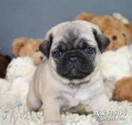 教你如何给八哥幼犬断奶