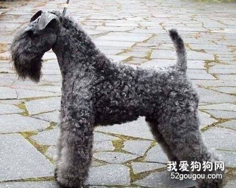 养凯利蓝梗犬