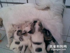 哺乳期蝴蝶犬幼犬的饲养