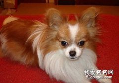 蝴蝶犬好养吗？