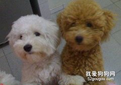 泰迪犬和比熊犬的区别