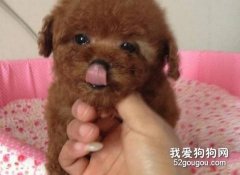 泰迪犬的喂养须知