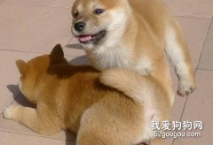 如何喂养断奶后的秋田犬？