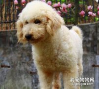 泰迪犬毛色为什么会褪色？