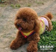 养泰迪犬应该注意的几个方面