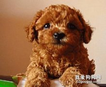 冬天如何预防泰迪犬感冒？