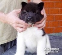 合理选配培养优质秋田犬