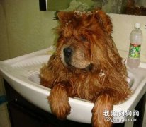 松狮犬洗澡时的方法及注意事项