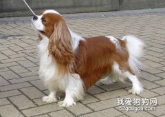 查理王犬好养吗？