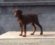 怎样给杜宾犬洗澡？