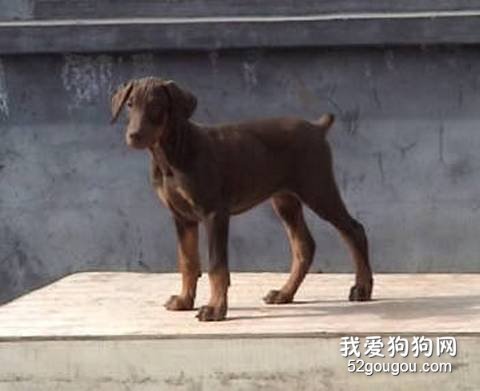 杜宾犬洗澡