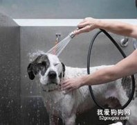 比格犬洗澡的目的及方法