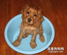 可卡犬的正确洗澡方法