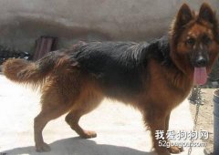 给德国牧羊犬洗澡的方法和注意事项