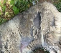 高加索犬掉毛怎么办？