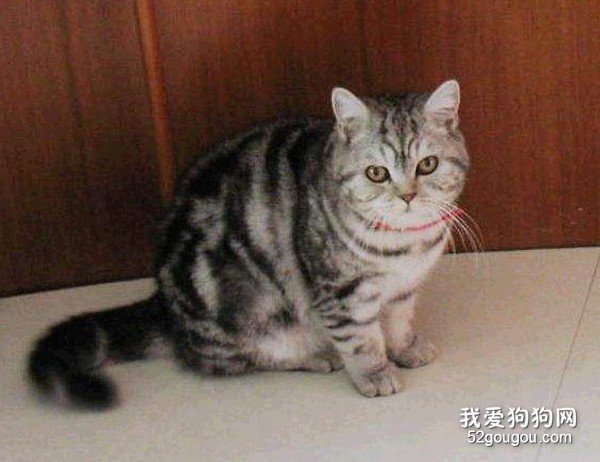 美短掉毛